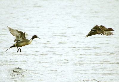 NORTHERN PINTAIL . BOWLING GREEN MARSH . TOPSHAM . DEVON . ENGLAND . 19 / 2 / 2020