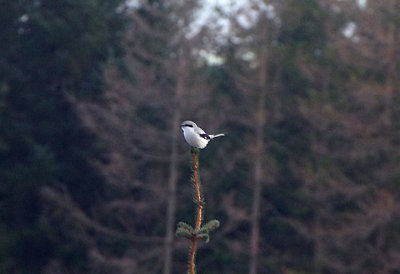 GREAT GREY SHRIKE . CROYDON HILL . SOMERSET . 2 / 3 / 2020