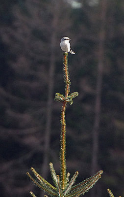 GREAT GREY SHRIKE . CROYDON HILL . SOMERSET . ENGLAND . 2 / 3 / 2020