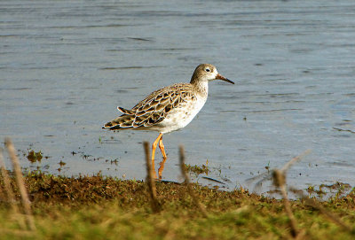 RUFF . BOWLING GREEN MARSH . TOPSHAM . DEVON . 3 / 3 / 2020