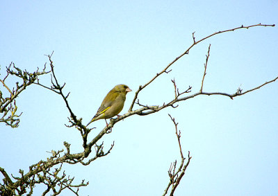 GREENFINCH . TOPSHAM CEMETER . DEVON . 9 / 3 / 2020