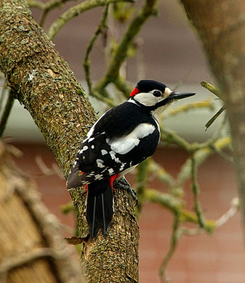 Great Spotted Woodpecker . Dendrocopos major