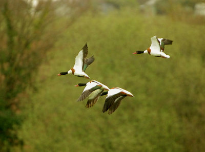 COMMON SHELDUCK . THE CLYST MARSHES . TOPSHAM . DEVON . 8 / 4 / 2020