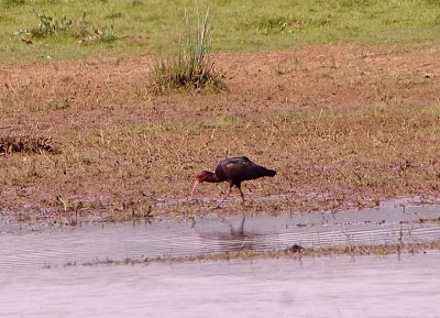 PUNA IBIS ( Plegadis ridgwayi ) . THE EXMINSTER MARSHES . DEVON . 22 / 4 / 2020