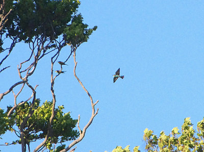 EUROPEAN BEE EATER . BUDLEIGH SALTERTON . DEVON . 15 / 5 / 2020