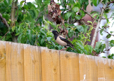 ROSE-COLOURED STARLING . SEATON . DEVON . 8 / 6 / 2020