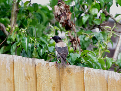 ROSE-COLOURED STARLING . SEATON . DEVON . 8 / 6 / 2020
