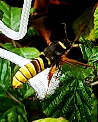 LUNER HORNET MOTH . BUDLEIGH SALTERTON . DEVON . 18 . 7 . 2020.JPG