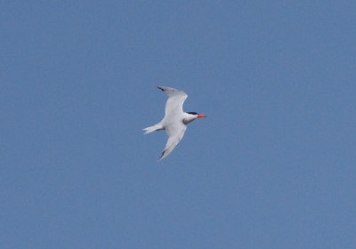 CASPIAN TERN , THE CLYST ESTUARY , TOPSHAM , DEVON , 28 , 6 , 2019.JPG