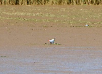 CASPIAN TERN . THE CLYST ESTUARY . TOPSHAM . DEVON . 27 . 6 . 2019.JPG
