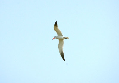 CASPIAN TERN . THE CLYST ESTUARY . TOPSHAM . DEVON . 28 . 6 . 2019 ..JPG