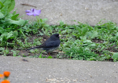 DARK-EYED JUNCO . WESTWARD HO . DEVON . 26 . 4 . 2019 ..JPG