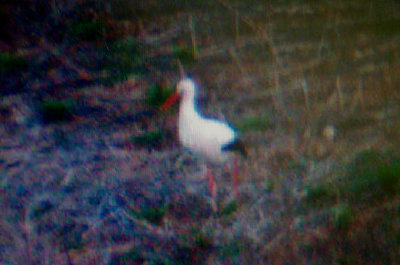 WHITE STORK ( Ciconia ciconia ) . Nr FROGMORE . DEVON . 30 / 3 / 2003