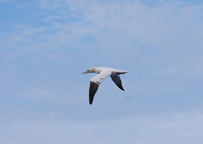 NORTHERN GANNET . THE WESTERN APPROACHES . 9 / 8 / 2020