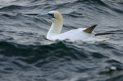 NORTHERN GANNET . THE WESTERN APPROACHES . 9 / 8 / 2020