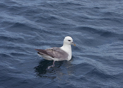 NORTHERN FULMAR . THE WESTERN APPROACHES . 9 / 8 / 2020