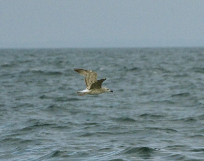 YELLOW-LEGGED GULL . THE WESTERN APPROACHES . 9 / 8 / 2020