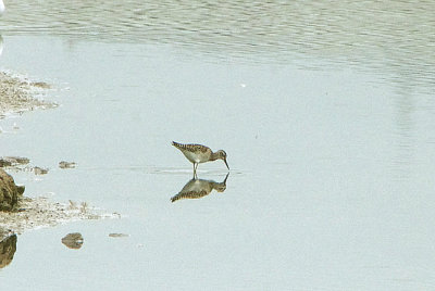 WOOD SANDPIPER . BLACKHOLE MARSH . DEVON . 16 / 8 / 2020