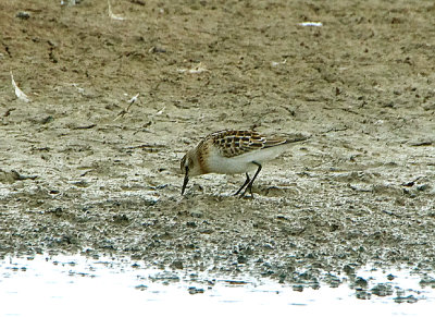 LITTLE STINT . BLACKHOLE MARSH . DEVON . 18 / 8 / 2020
