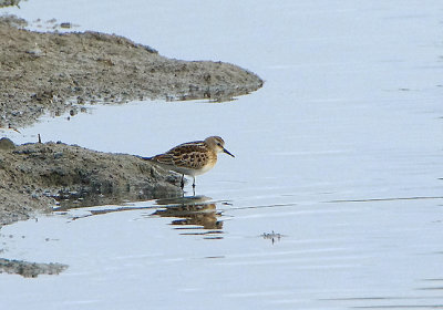 LITTLE STINT . BLACKHOLE MARSH . DEVON . 18 / 8 / 2020