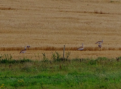 GREAT BUSTARD . SALISBURY PLAIN . WILTSHIRE . ENGLAND . 18 / 8 / 2020