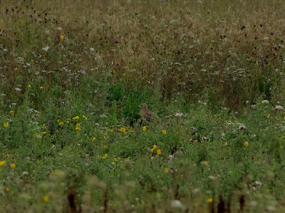 STONE CURLEW . WINTERBOURNE DOWN . WILTSHIRE . 18 / 8 / 2020