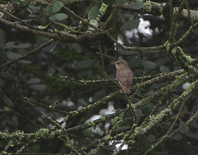 SPOTTED FLYCATCHER . DAWLISH WARREN . DEVON . 19 / 8 / 2020