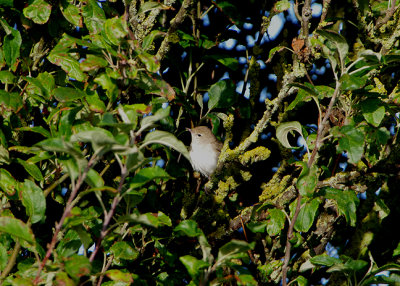 GARDEN WARBLER . DAWLISH WARREN . DEVON . 20 / 8 / 2020