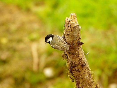 COAL TIT . HALDON FOREST . DEVON . ENGLAND . 10 / 9 / 2020