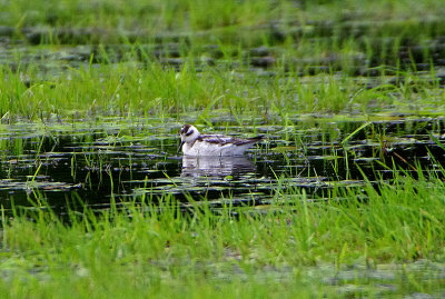 RED-NECKED PHALAROPE . Nr LUCCOMBE . SOMERSET . ENGLAND . 11 / 10 / 2020