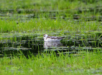 RED-NECKED PHALAROPE . Nr LUCCOMBE . SOMERSET . ENGLAND . 11 / 10 / 2020