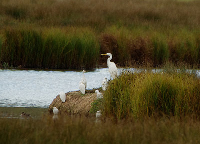 GREAT WHITE EGRET . POWDERHAM PARK . DEVON . 16 / 10 / 2020