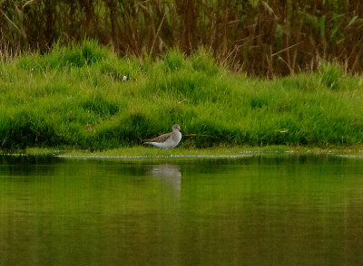 LESSER YELLOWLEGS . AVETON GIFFORD . DEVON . ENGLAND . 19 / 10 / 2020