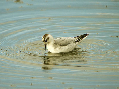 GREY PHALAROPE . WATER LANE FISH FARM . CHILCOMBE . DORSET . ENGLAND . 27 / 10 / 2020
