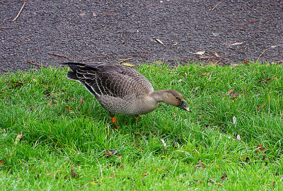 TUNDRA BEAN GOOSE , APEX LEISURE PARK , SOMERSET , 8 , 11 , 2020.JPG