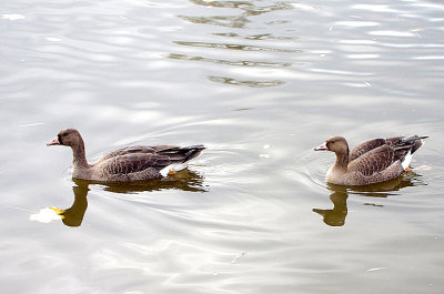 WHITE-FRONTED GOOSE ( Juvenile ) . THE APEX LEISURE PARK . SOMERSET . 8 . 11 . 2020.JPG