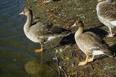 WHITE-FRONTED GOOSE . THE APEX LEISURE PARK . SOMERSET . ENGLAND . 27 / 11 / 2020