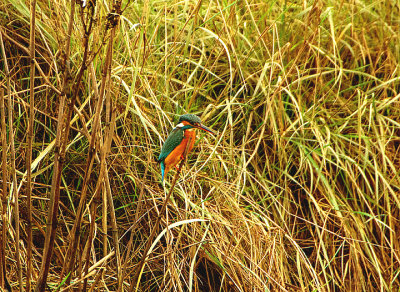 COMMON KINGFISHER . EXTON MARSH . DEVON . ENGLAND . 28 / 11 / 2020