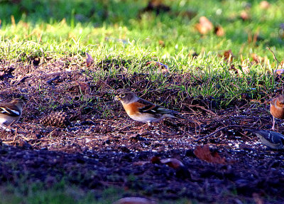 BRAMBLING . HALDON FOREST . DEVON . ENGLAND . 26 / 11 / 2020