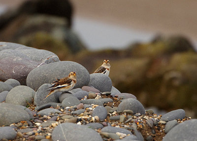 SNOW BUNTING . BRAUNTON BURROWS . DEVON . ENGLAND . 17 / 12 / 2020