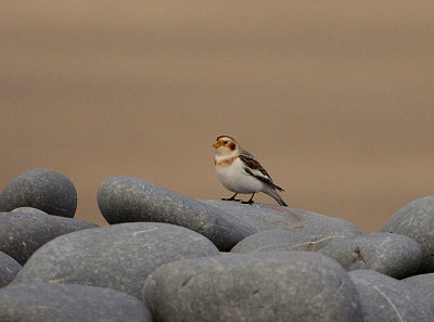 SNOW BUNTING . BRAUNTON BURROWS . DEVON . ENGLAND . 17 / 12 / 2020