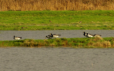 BARNACLE GOOSE . THE EXMINSTER MARSHES . DEVON . ENGLAND . 21 / 12 / 2020