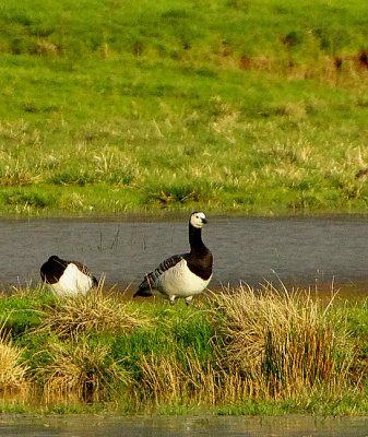 BARNACLE GOOSE . THE EXMINSTER MARSHES . DEVON . ENGLAND . 21 / 12 / 2020