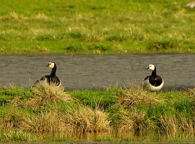 BARNACLE GOOSE . THE EXMINSTER MARSHES . DEVON . ENGLAND . 21 / 12 / 2020