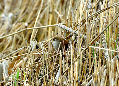 CETTI`S WARBLER . THE EXMINSTER MARSHES . DEVON . 8 / 1 / 2021