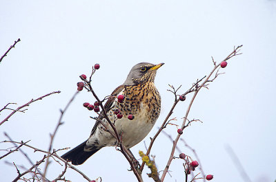 FIELDFARE . THE EXMINSTER MARSHES . DEVON . ENGLAND . 6 / 1 / 2021