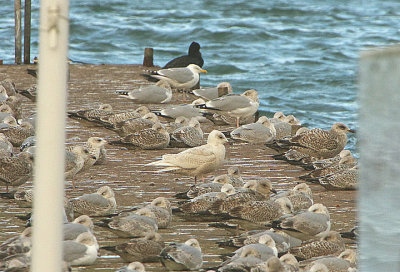 ICELAND GULL . BRIXHAM HARBOUR . DEVON . ENGLAND . 4 / 1 / 2021