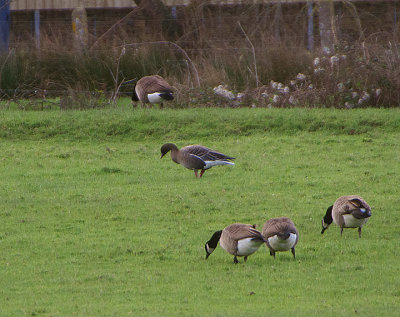 PINK-FOOTED GOOSE . BUDE MARSHES . CORNWALL . 3 / 1 / 2021