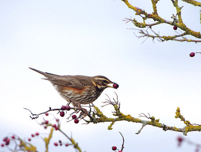 REDWING . THE EXMINSTER MARSHES . DEVON . ENGLAND . 6 / 1 / 2021