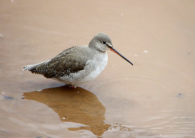 SPOTTED REDSHANK . THE QUAY . TOPSHAM . DEVON . 11 / 2 / 2021
